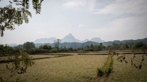 Trockene Reisfelder