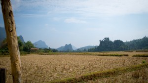 Trockene Reisfelder